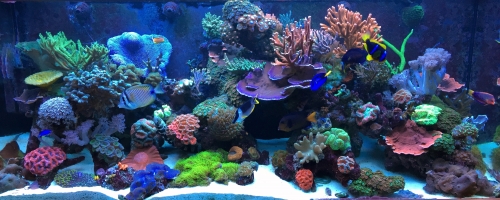 beautiful saltwater fish tank teeming with life